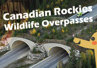 加拿大洛磯山野生.. Canadian Rockies Wildlife ..
