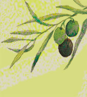 橄欖樹枝 Olive Branch