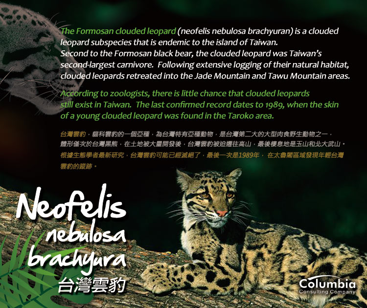 台灣雲豹 Neofelis Nebulosa Brachyura