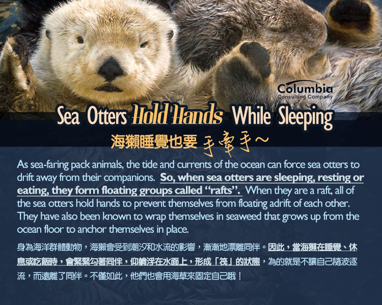 海獺睡覺也要手牽手 Sea Otters Hold Hands While Sleeping