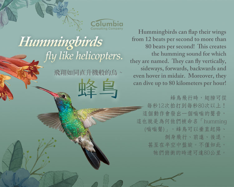 飛翔如同直升機般的鳥 Hummingbirds Fly Like Helicopters