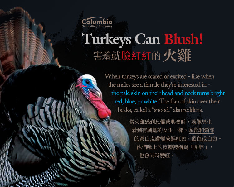 害羞就臉紅紅的火雞 Turkeys Can Blush