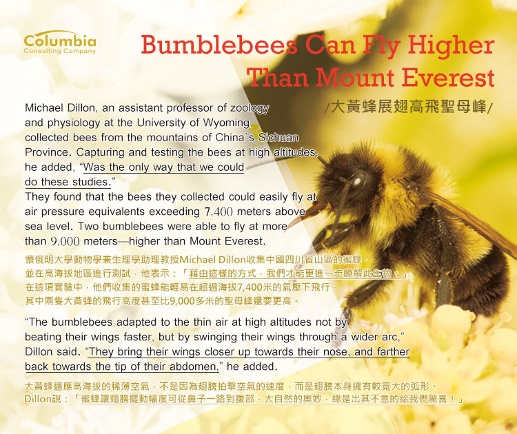 大黃蜂展翅高飛聖母峰 Bumblebees Can Fly Higher Than Mount..