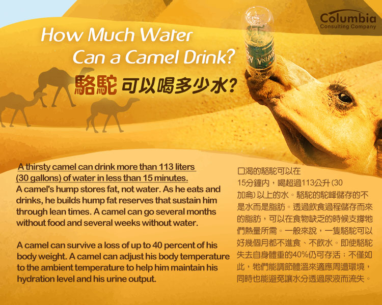 駱駝可以喝多少水？ How Much Water Can a Camel Drink?