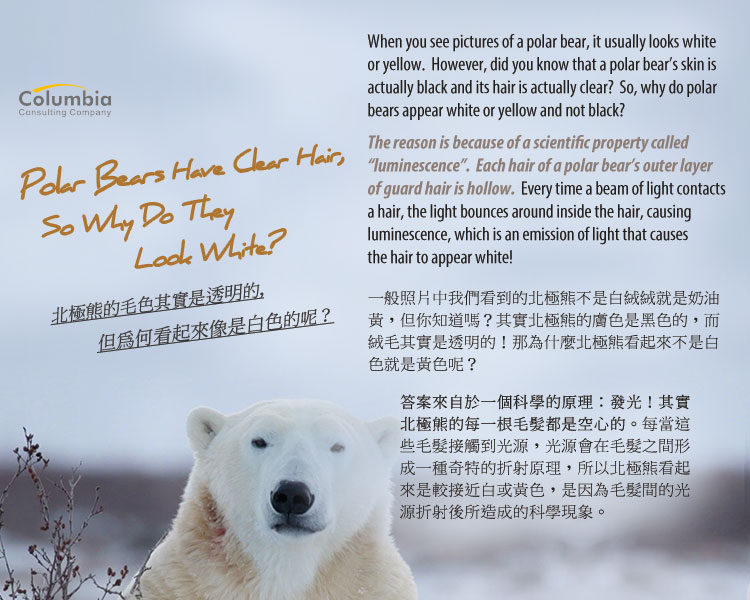 北極熊的毛色其實.. Polar Bears Have Clear Hair..