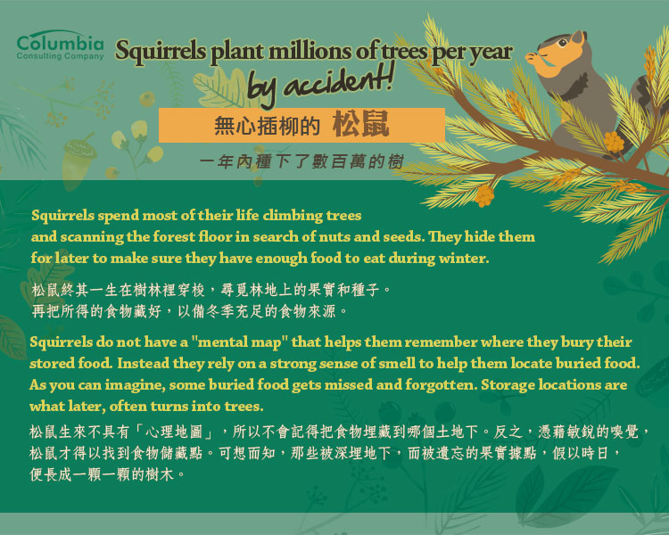 無心插柳的松鼠.. Squirrels Plant Millions of Trees ..