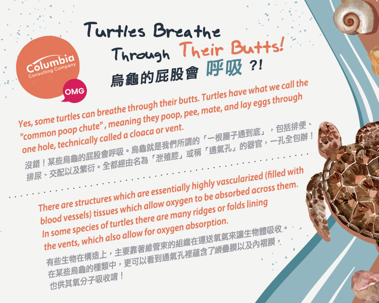 烏龜的屁股會呼吸？！ Turtles Breathe Through Their Butts! 