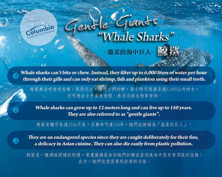 溫柔的海中巨人–鯨鯊 Gentle Giants - Whale Sharks 