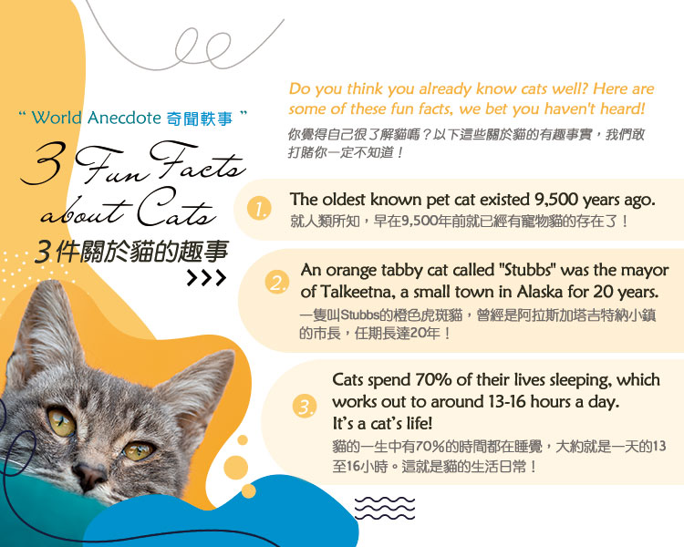 3件關於貓的趣事 3 Fun Facts about Cats