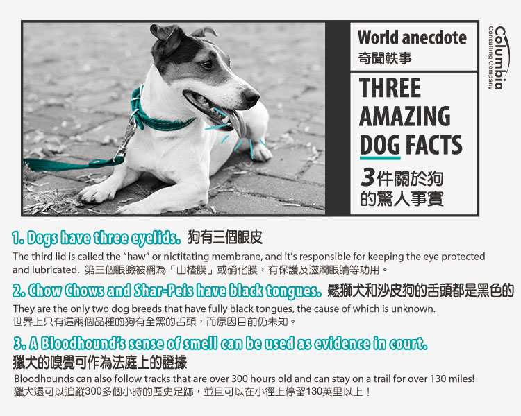 3件關於狗的驚人事實 3 Amazing Dog Facts