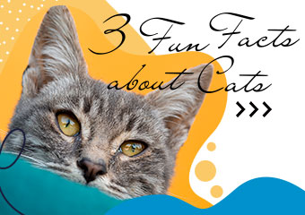 3件關於貓的趣事 3 Fun Facts about Cats