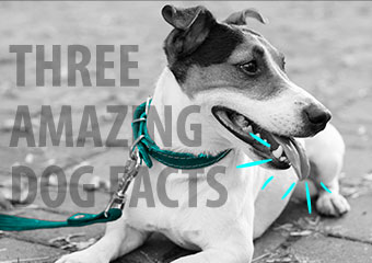 3件關於狗的驚人事實 3 Amazing Dog Facts