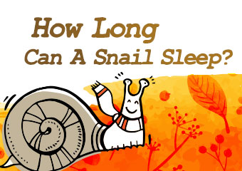 蝸牛能睡多長時間呢？ How Long Can A Snail Sleep? 
