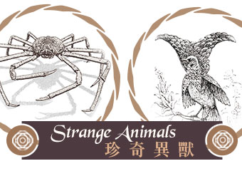 珍奇異獸 Strange Animals