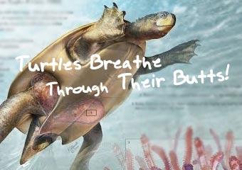 烏龜的屁股會呼吸？！ Turtles Breathe Through ..