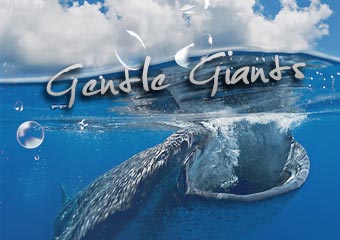 溫柔的海中巨人–鯨鯊 Gentle Giants - Whale ..