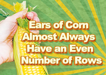 玉米是單數？雙數？ Ears of Corn Almost Always..