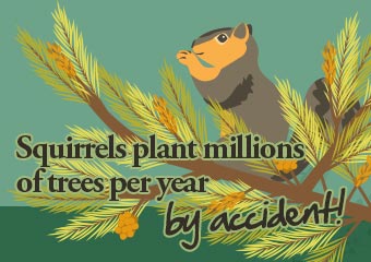 無心插柳的松鼠.. Squirrels Plant Millions of..