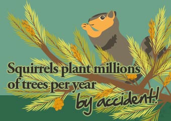 無心插柳的松鼠.. Squirrels Plant Millions of Trees ..