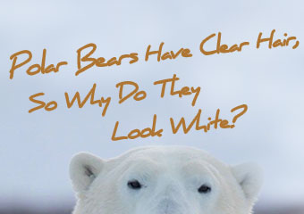 北極熊的毛色其實.. Polar Bears Have Clear..