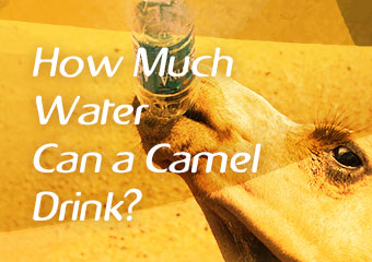 駱駝可以喝多少水？ How Much Water Can a Camel..
