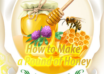 1磅蜂蜜背後的小故事 How to Make a Pound of Honey?