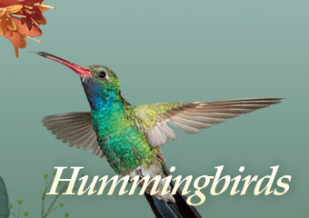 飛翔如同直升機般的鳥 Hummingbirds Fly Like..