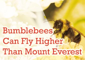 大黃蜂展翅高飛聖母峰 Bumblebees Can Fly Higher..