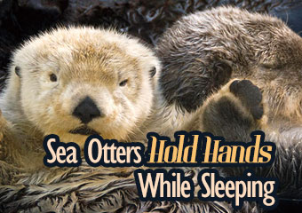 海獺睡覺也要手牽手 Sea Otters Hold Hands While..