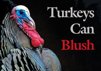 害羞就臉紅紅的火雞 Turkeys Can Blush